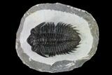 Coltraneia Trilobite Fossil - Huge Faceted Eyes #165844-2